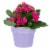 Mother's Day Fresh Kalanchoe Plant in 2.5 inch Ceramic Container Perspective: front