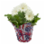 Gerbera Daisy in Pot Perspective: front
