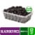 Fresh Organic Blackberries Perspective: front