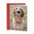 Valentine's Day Card #40: Hallmark Shoebox Funny Smiling Dog Perspective: front
