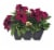 Fresh Petunia Solid Flat Perspective: front