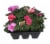 Fresh Impatiens Solid Flat Perspective: front