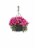 Fresh Blooming Flowers in Hanging Basket - 12 inch container Perspective: front