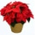 6.5" Red Poinsettia with Pot Cover Perspective: front