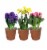 Assorted Bulbs in Clay Pot Perspective: front