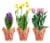 Assorted Bulbs Perspective: front