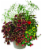 Annual Combo Plant Perspective: front