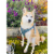 Urban Dog Stars - Step-In Denim Dog Harness Perspective: front