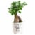 Thanks For Helping Me Grow Father's Day Mustache Medium Bonsai - Assorted Perspective: front