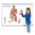 Learning Resources® Double-sided Magnetic Human Body Set Perspective: front