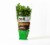 Soli Organic™ Italian Parsley Perspective: front