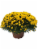 Garden Mums Potted Plant Perspective: front