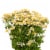Galleria Farms Daisy Chamomile Filler Flower Bouquet Perspective: front