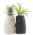 Kiss Me Potted Plant Set Perspective: front