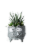 Monster Cat Assorted Succulent Potted Plants Perspective: front