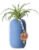 LiveTrends Harris Potted Brachycaulos Air Plant Perspective: front
