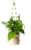 Drifter Hanging Basket Assorted Potted Plant Perspective: front