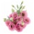 Lisianthus Perspective: front