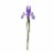 Iris Perspective: front