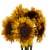 Fresh Cut Sunflowers Perspective: front
