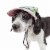 Pet Life Botanic Bark Floral Uv Protectant Adjustable Fashion Dog Hat Cap Perspective: front