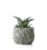 LiveTrends Woodland Succulent - Assorted Perspective: front
