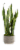 Assorted Ashima Potted Plant Perspective: front