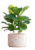 Large Mishima Potted Plant - Assorted Perspective: front