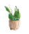 Large Boho Potted Plant - Assorted Perspective: front