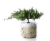 Kaare Juniper Fir Bonsai Tree Perspective: front