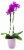 Ceramic Potted Phalaenopsis Orchids - Assorted Perspective: front