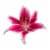 Oriental Stargazer Lily Perspective: front