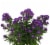 Aster Mix Celebration Bouquet Perspective: front