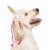 Midlee Dog Unicorn Horn Headband Halloween Costume Perspective: front