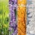 Lang Seasons 2024 Wall Calendar Perspective: front