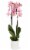 Bonita X Bungalow Orchid Perspective: front