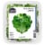 Gotham Greens® Greenhouse Crunch™ Lettuce Perspective: front