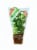 Organic Potted Basil Plant Perspective: front
