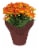 Everyday Mum Assorted Potted Plant Perspective: front