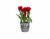 Spring Bulb Fresh Plants in 6 inch Pot - Assorted Perspective: front