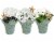 Blooming Flowers w/ Starfish Pick - Assorted Perspective: front
