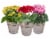Blooming Plant in Tin Potted Plant - Assorted Perspective: front