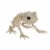 Holiday Home Skeleton Frog Decoration Perspective: front