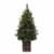 Holiday Home Bergen Pine Potted Tree with Clear Lights Perspective: front