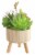 HD Designs Succulent in Round Wood Pot Perspective: front
