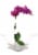 Blooming Fresh Orchid in 5 inch pot Perspective: front