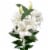 P&F Roselily Box Perspective: front