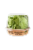 OrganicGirl Big Butter Lettuce Head Perspective: front