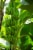 Fresh Bunch of Organic Bananas – 5-7 Bananas Perspective: left