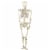 Northlight 5' Life Size Skeleton Hanging Halloween Decoration Perspective: left